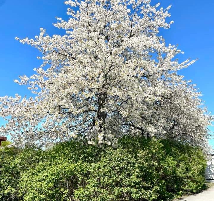 Vårstädning Björnmossegången